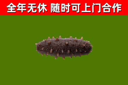 兰考县回收海参干